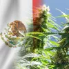 México prorroga la regulación del cannabis medicinal a enero