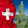 Suiza permitirá cultivar cualquier variedad de cáñamo con menos del 1% de THC sin registrar