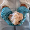 La producción de metanfetamina aumenta en Afganistán y se acerca al volumen de la heroína 