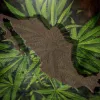 México aplaza la regulación de cannabis (de nuevo) hasta febrero de 2021