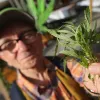 Una de cada 200 personas mayores de 65 años usó cannabis en el último año
