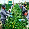 Colombia realiza el primer envío de extracto de cannabis a Alemania