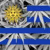 Uruguay plantea aumentar el THC del cannabis a la venta