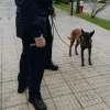Un perro policía recorre los colegios de Vigo en busca de droga 