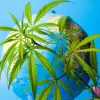 Las 10 grandes noticias de 2020 sobre las políticas del cannabis y los psicodélicos 