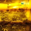 La policía encuentra 30 plantas de cannabis interviniendo una fiesta ilegal en Mallorca