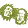Un artista dibuja paisajes y retratos con hierba de cannabis picada