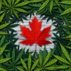 El mercado de cannabis recreativo en Canadá supera las ventas del mercado negro por primera vez