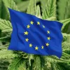 El 8% de los europeos ha consumido cannabis en el último año según una encuesta