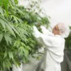 Países Bajos reduce las exportaciones de cannabis por primera vez en 10 años
