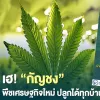 Tailandia regula el cannabis no psicoactivo y anima a cultivarlo 