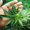 El Gobierno argentino presenta una ley para impulsar la producción de cannabis medicinal e industrial 