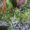 Paradise Seeds. los tricomas del cannabis bajo el microscopio