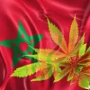 El Gobierno de Marruecos aprueba regular la producción de cannabis medicinal