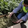 Galicia multiplicó los decomisos de cannabis en 2020 