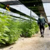 La policía incauta 64.800 plantas de cannabis supuestamente psicoactivas en Almería