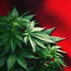 Suiza publica el borrador de ley para el programa de cannabis recreativo 
