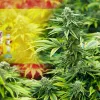 El Senado español incluye la proposición de ley para regular el cannabis en el Boletín del Senado 