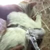 Pillan a un gato introduciendo cocaína, crack y cannabis en una cárcel panameña
