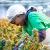 Una empresa de Lesoto se convierte en la primera de África en exportar cannabis a Europa