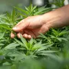 Los uruguayos que cultivan su propio cannabis aumentan un 50%