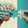 Publican una revisión de los estudios sobre uso de cannabis en autismo infantil