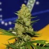 El proyecto de cultivo medicinal de cannabis en Brasil supera la primera barrera con un futuro difícil
