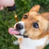 La Federación de Veterinarios de Europa pide una regulación del cannabis para mascotas