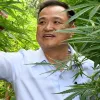 Tailandia declarará cuatro variedades de cannabis como Patrimonio Nacional 