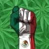 México legaliza el cannabis a través del poder judicial 