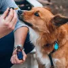 La FDA advierte que el uso de CBD no está regulado como tratamiento para mascotas 