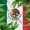 El Cofepris deberá publicar la normativa mexicana disponible sobre el cannabis