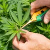 Países Bajos retrasa el programa piloto de producción nacional de cannabis