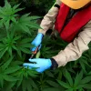 Perú aprueba el cultivo colectivo de cannabis medicinal