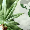 Políticas de Estados latinoamericanos sobre cannabis en el último año