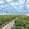 Ondara, la antigua fábrica de rosas, consigue la licencia para el cultivo de cannabis en Soria 