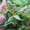 La Comisión de Salud del Senado mexicano pide al Gobierno que facilite el acceso al cannabis medicinal