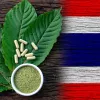 La despenalización del kratom en Tailandia entra en vigor