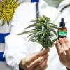 La mayoría de médicos Uruguayos han recomendado el uso de cannabis medicinal