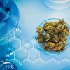 El Gobierno de EEUU propone facilitar el acceso científico a las drogas para aumentar la investigación 
