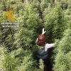 125.000 plantas de marihuana intervenidas y seis detenidos en Almería