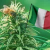 Un comité del Parlamento italiano aprueba un proyecto para legalizar el autocultivo de cannabis