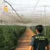 La Guardia Civil interviene una plantación de cannabis con 40.000 plantas