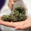 Expertos en dolor reclaman el acceso medicinal al cannabis para los pacientes