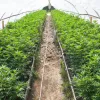 El Gobierno de Canarias se plantea el cultivo de cannabis como alternativa agrícola a los tomates