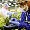 La compañía canadiense Tilray suministrará cannabis medicinal a Luxemburgo