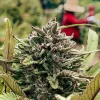 El cannabis ya es el quinto cultivo más valioso en EE UU 