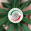 Los senadores mexicanos pactan aprobar la regulación del cannabis antes de 2022