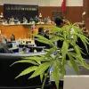 El proyecto para regular el cannabis recreativo en México vuelve a una comisión del Senado