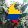 El Congreso de Colombia tumba el proyecto de regulación del cannabis recreativo